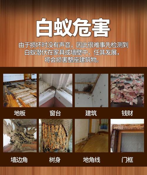 广州房屋装修白蚁防治药的相关图片
